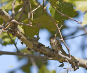 Lincolns Sparrow